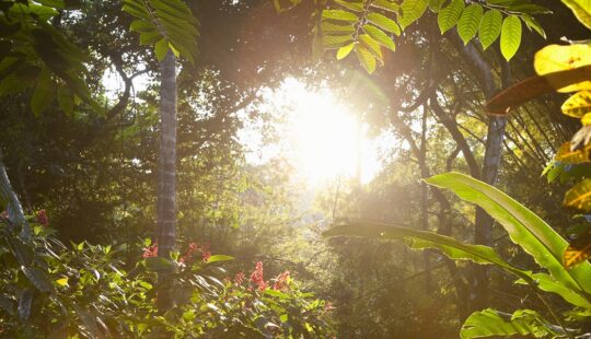 early morning in the rainforest, Costa Rica